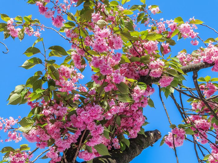 Amsterdam in April. Sounds awesome right? It is! Tulips, canal cruise, great food. I have the perfect relaxing two day spring weekend itinerary for you! #amsterdam #netherlands #holland #spring #april #weekend #itinerary #dutch #travel #destinations #europe