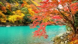 bright aqua river waters with yellow, orange, red, and green leaves surrounding it in Japan