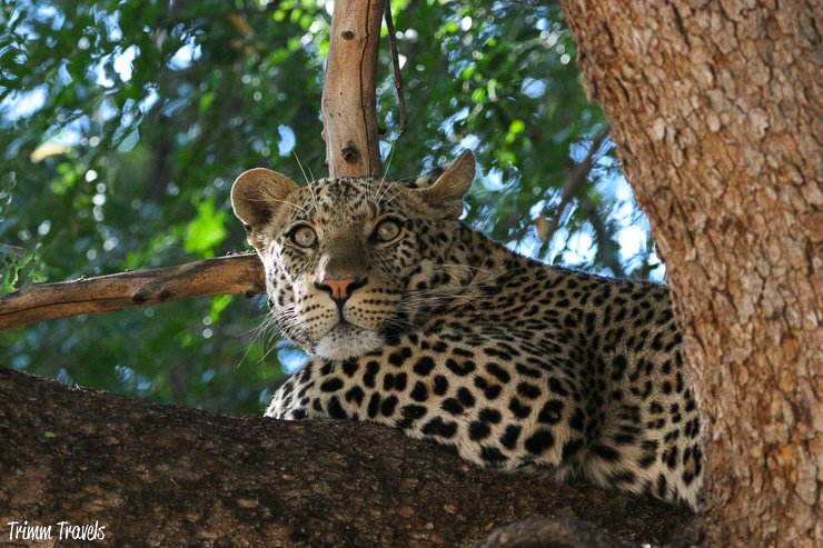 closeup of a leopard lounging in a tree with its eyes wide open and pink nose in Botswana
