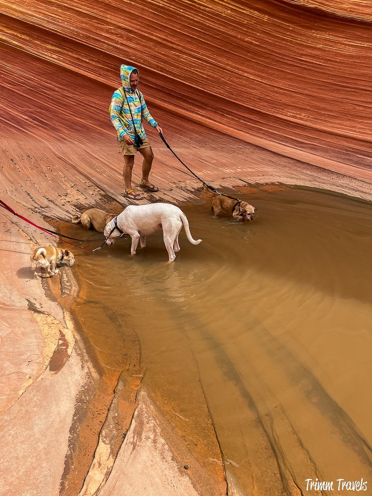 close up of 4 dogs on leashes drinking water out of a puddle at the wave in arizona