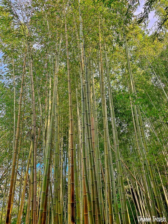 tall bamboo stalks against a blue sky