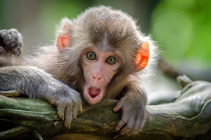closeup of a monkey with its mouth open in kyoto japan