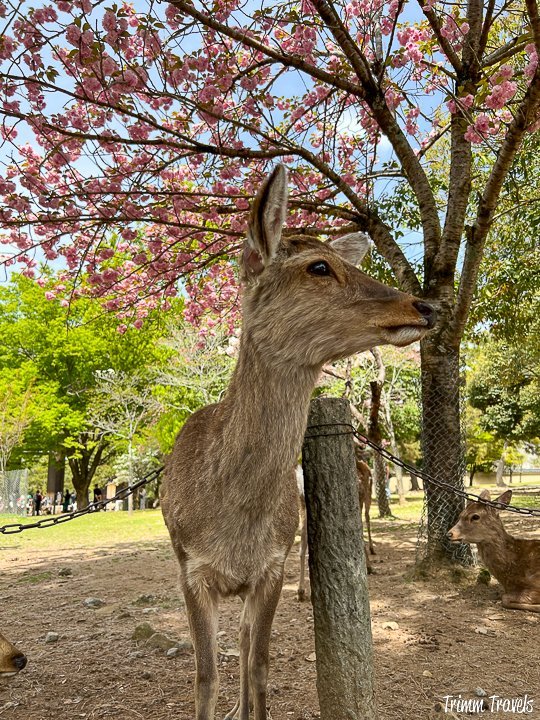 closeup of a nara deer looking to its right (camera left) with cherry blossoms in the background in nara japan