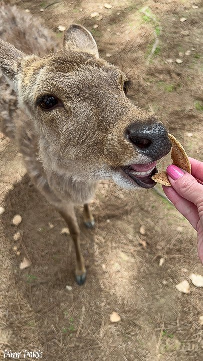 closeup feeding the nara deer a cracker