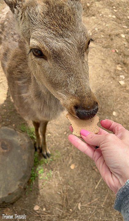 closeup of nara deer eating a cracker from the hand of heather from trimm travels