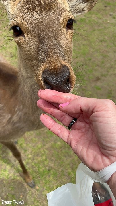 nara deer finishing up a cracker from heather from trimm travel's hand
