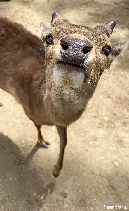 nara deer looking up at the camera intently trying to find a cracker, nose front and center