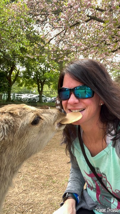 heather from trimm travels sharing a cracker with a nara deer