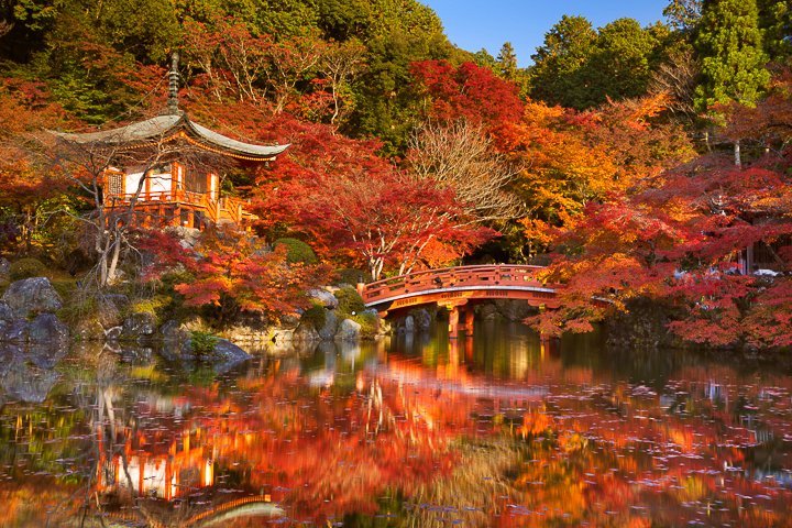 beautiful fall foliage shot of orange, red, and yellow leaves with reflection in the water in kyoto japan
