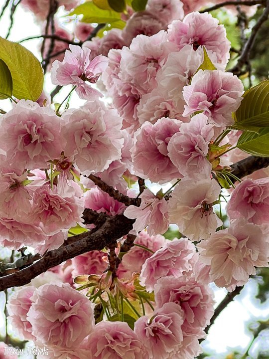 closeup of cherry blossoms in kyoto japan